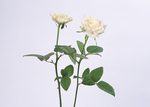 鲜花