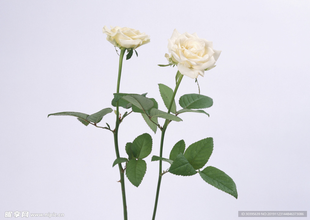 鲜花