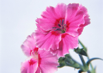 鲜花