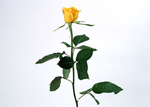 鲜花