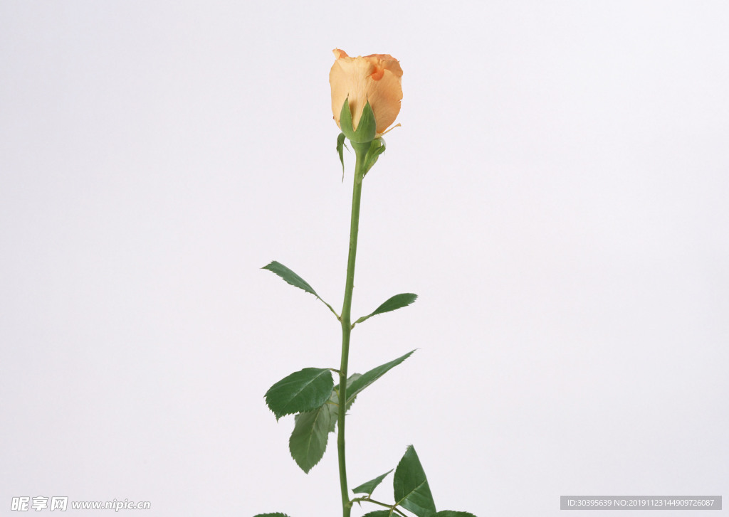 鲜花