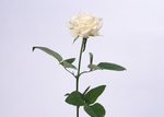 鲜花