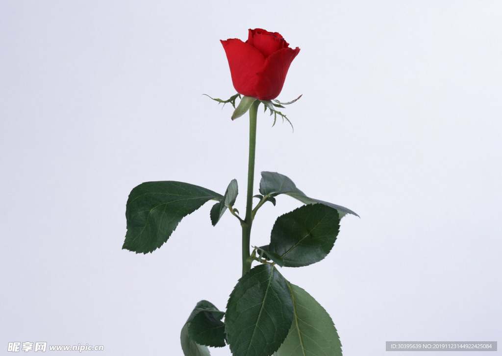 鲜花