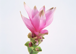 鲜花