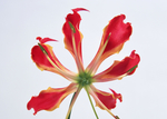 鲜花