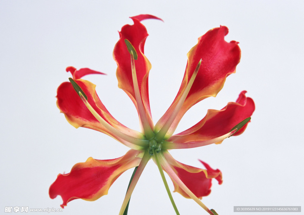 鲜花