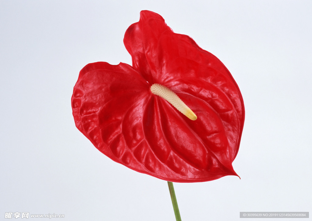鲜花