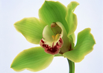 鲜花