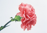 鲜花
