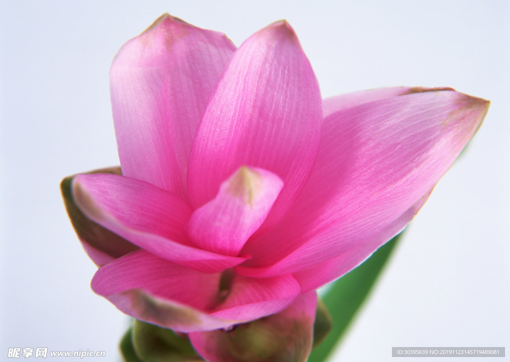 鲜花