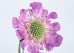 鲜花