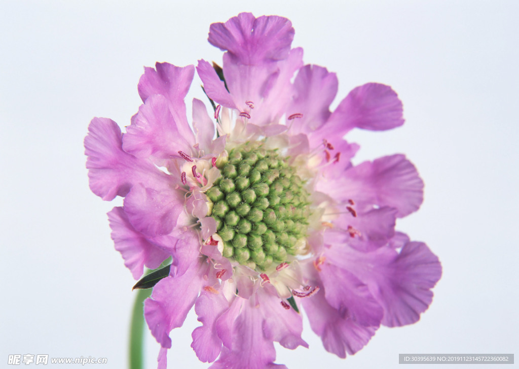鲜花