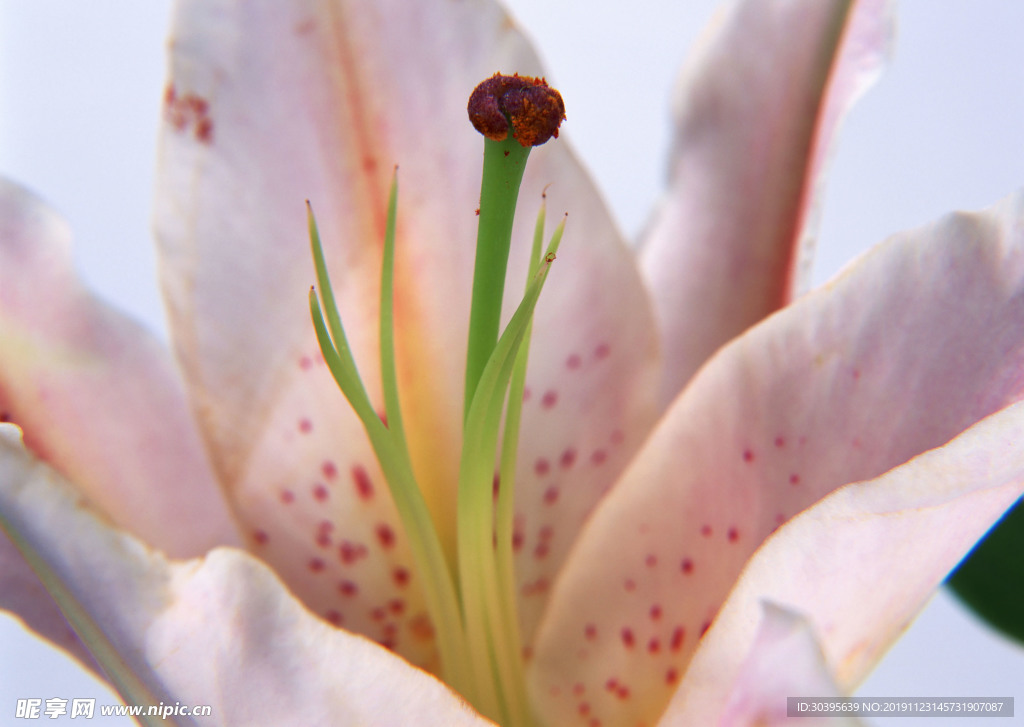 鲜花