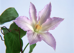 鲜花
