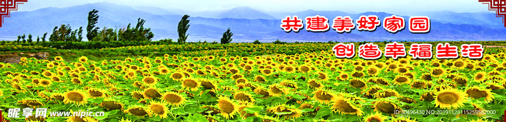 向日葵