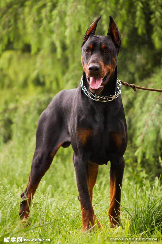 小狗
