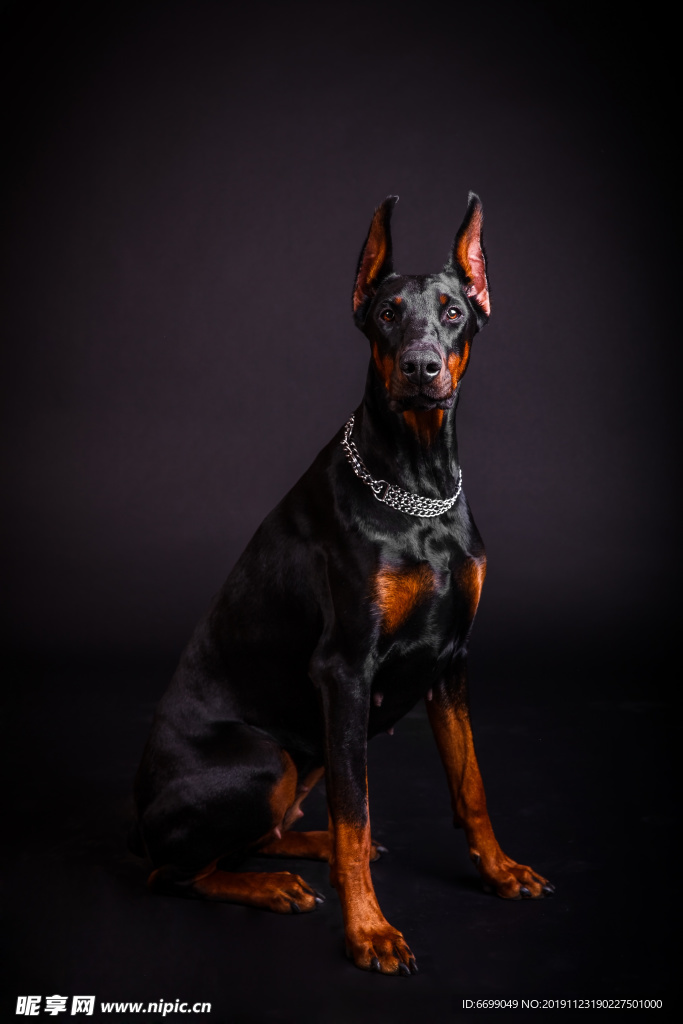 小狗