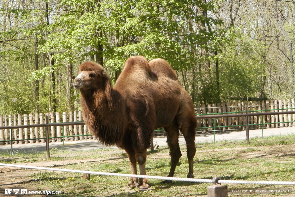 骆驼