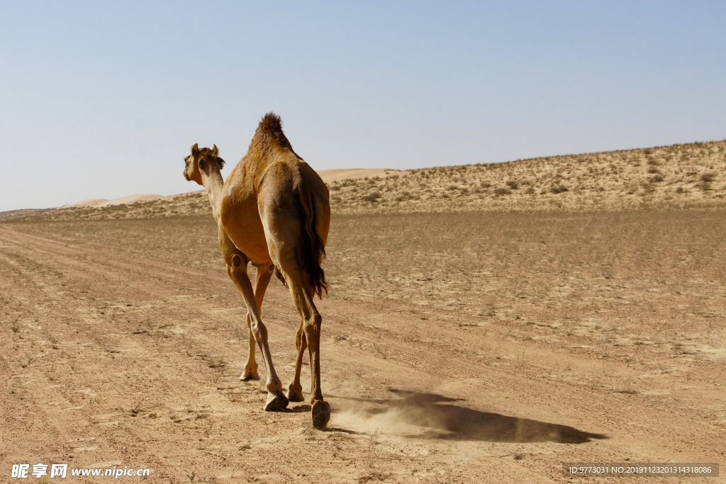 骆驼