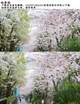 樱花飘扬视频