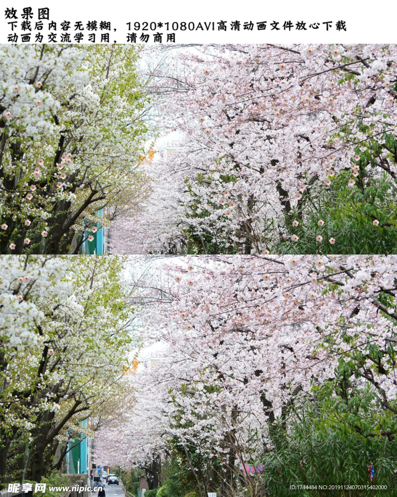 樱花飘扬视频