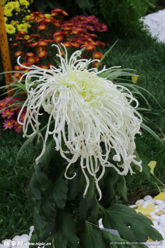 菊花