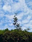 蓝天白云 秋天 小草 绿色