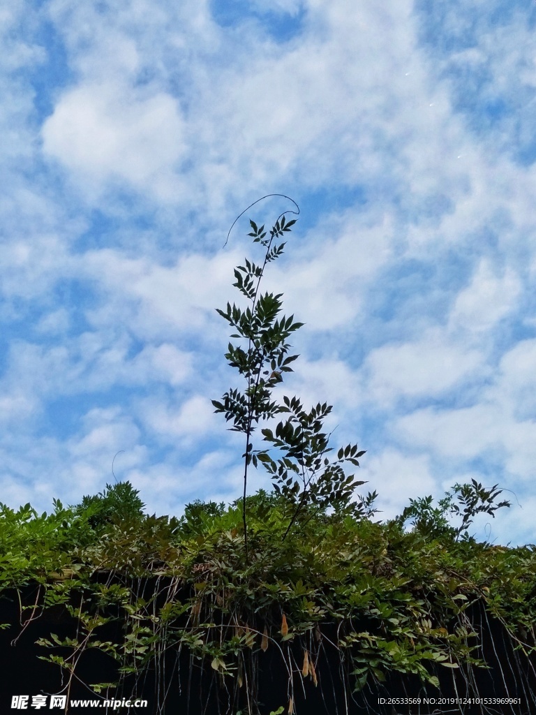 蓝天白云 秋天 小草 绿色