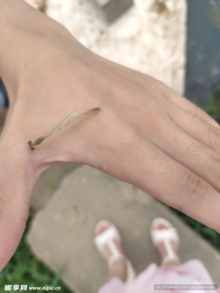 蜻蜓
