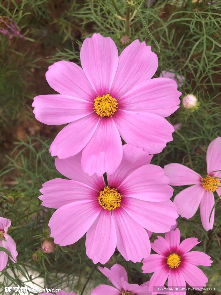 花朵