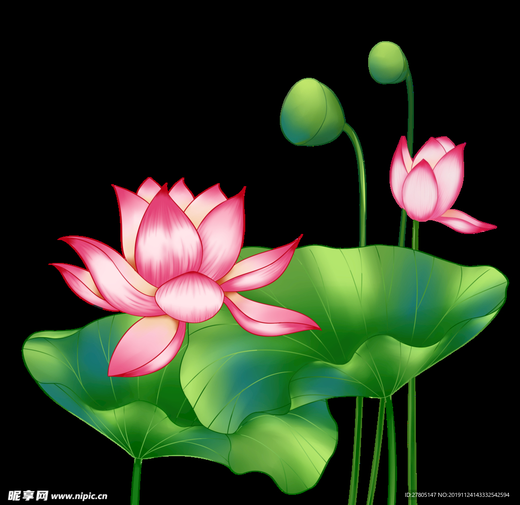 荷花