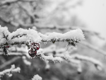 雪景