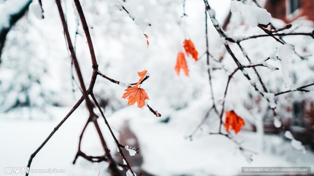 雪景背景