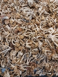 滑子菇