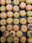 柿子