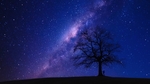 星空下的大树