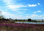 哈尔滨松花江畔湿地风景