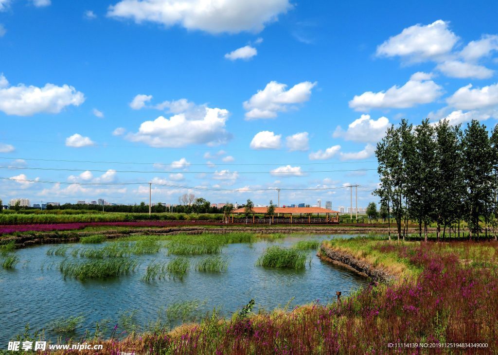 哈尔滨松花江畔湿地风景