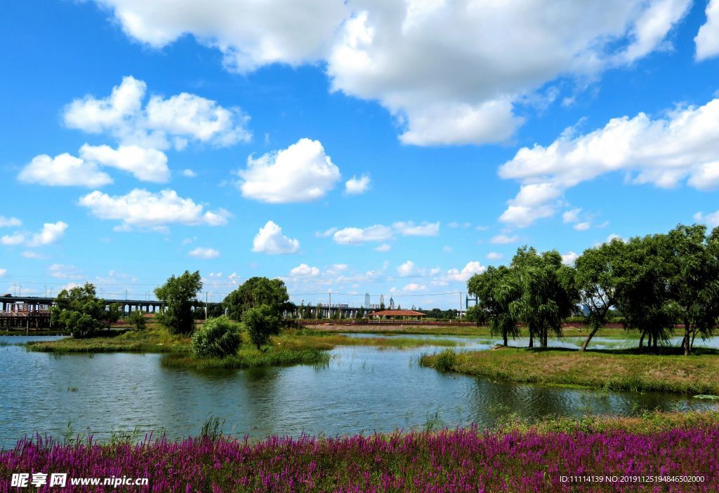 哈尔滨松花江畔湿地风景