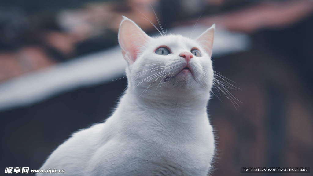 白色小猫宠物猫咪