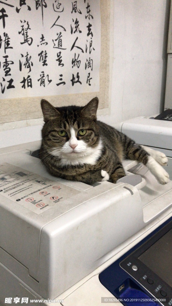 猫