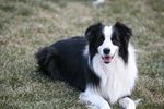 牧羊犬图片