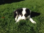 牧羊犬图片