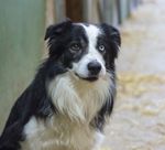 牧羊犬图片