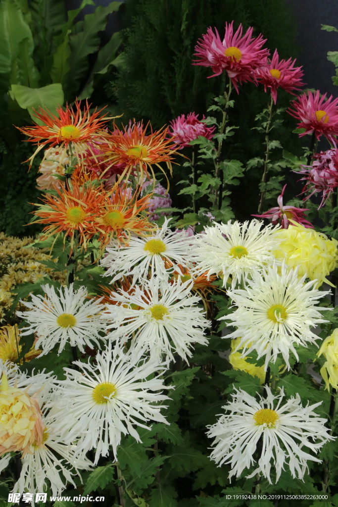 菊花
