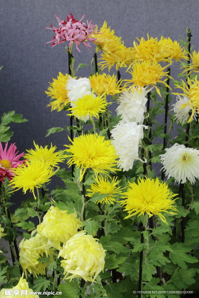 菊花