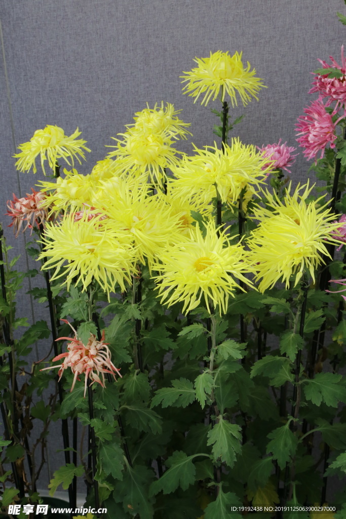 菊花