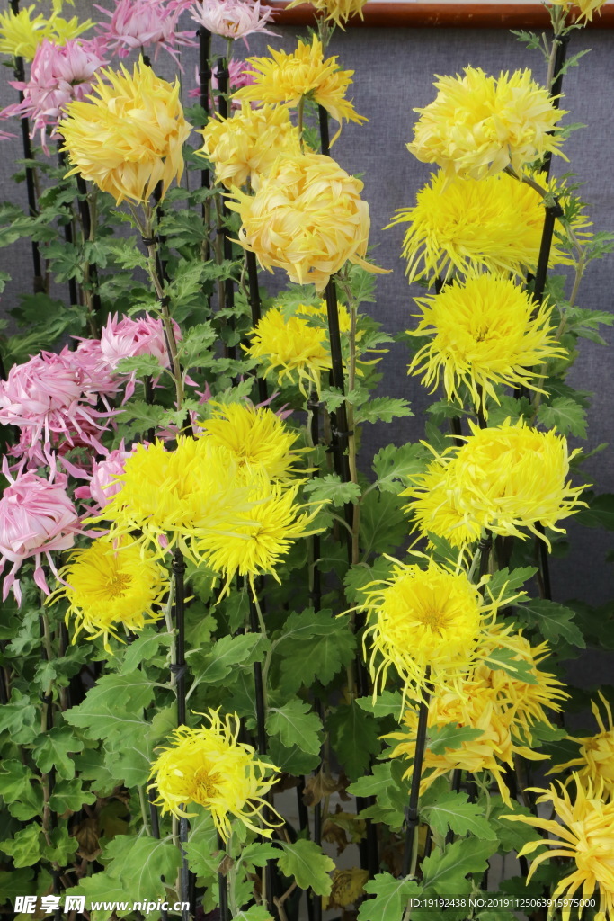 菊花