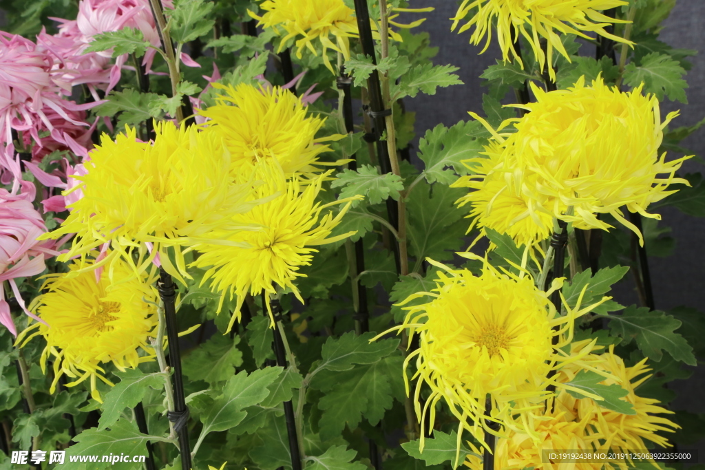 菊花