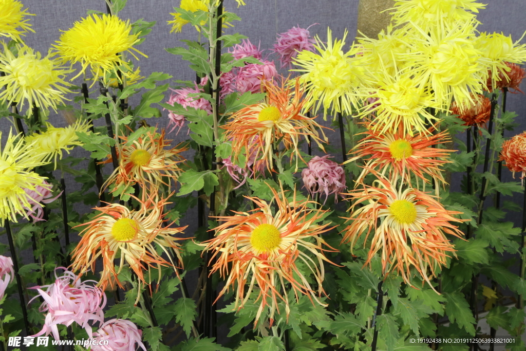 菊花